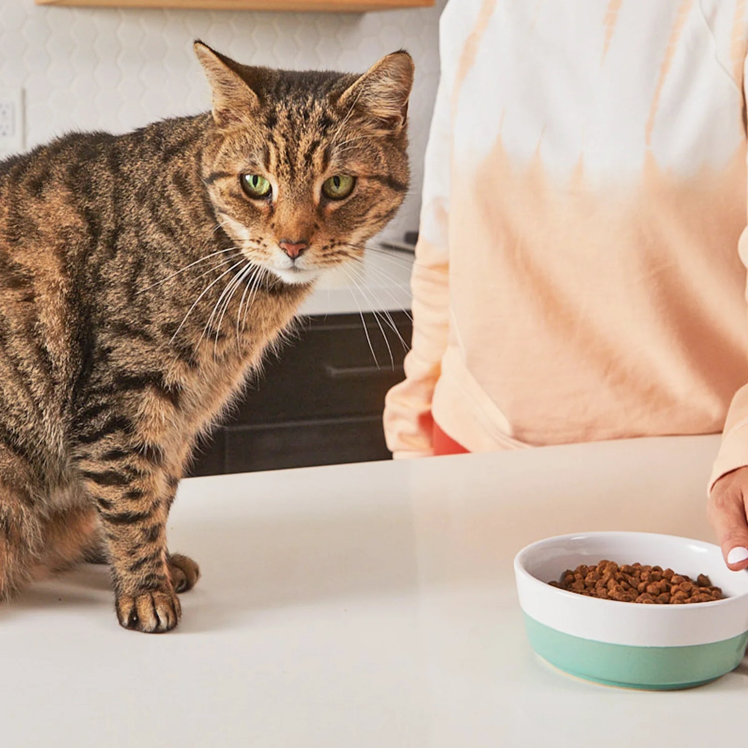 Cat Food