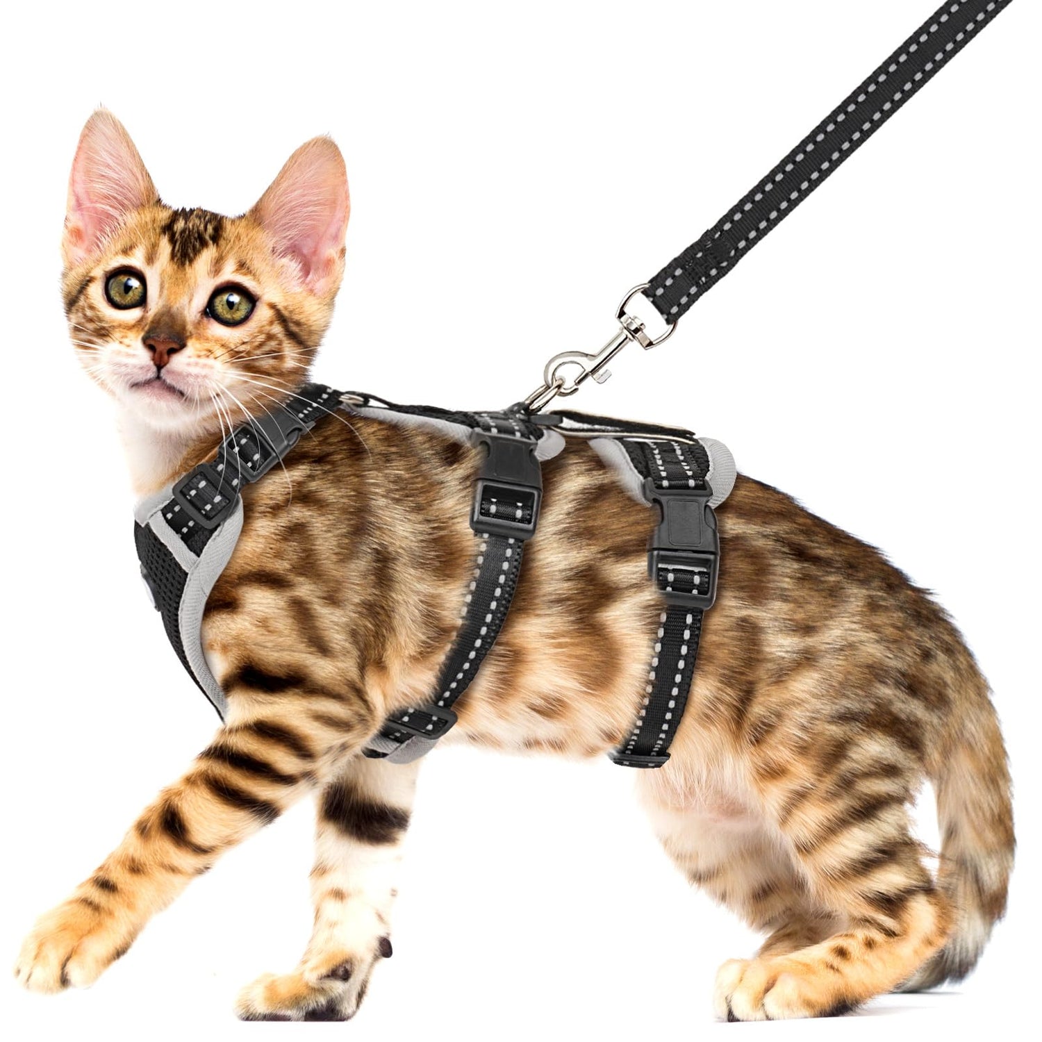 Cat Collars/Leashes