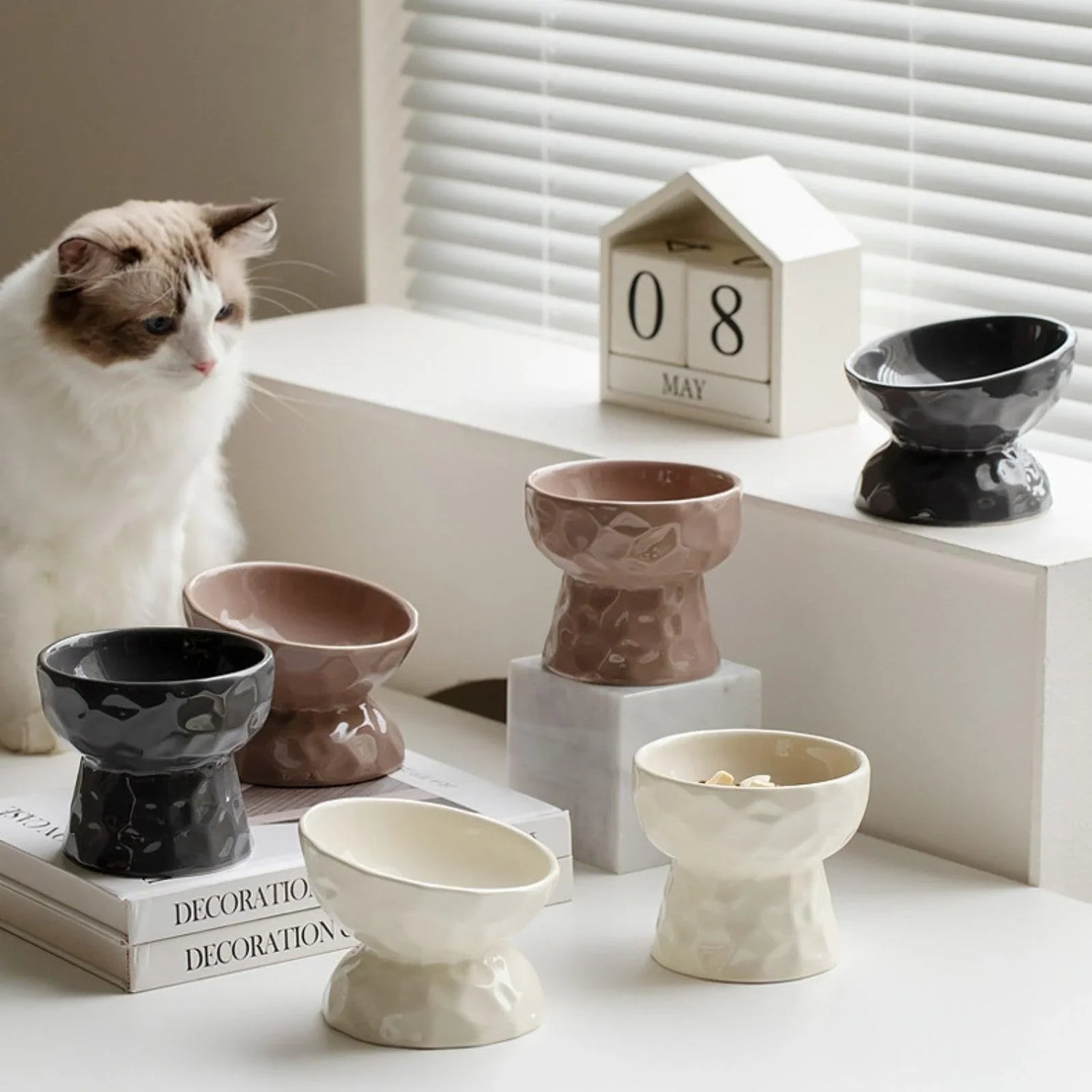 cat bowels