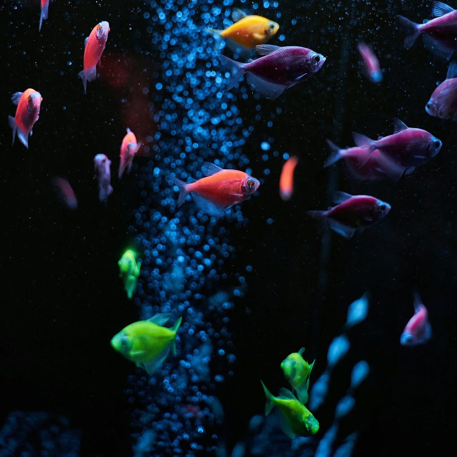 fish products
