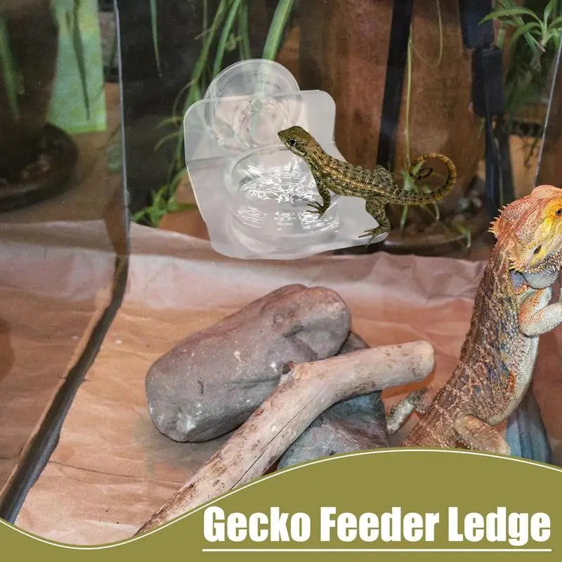 Gecko Feeding Dish Reptiles Feeder Bowl with Suction Cup Acrylic Material Easy Installation pets food bowls for Lizard Tree Frog
