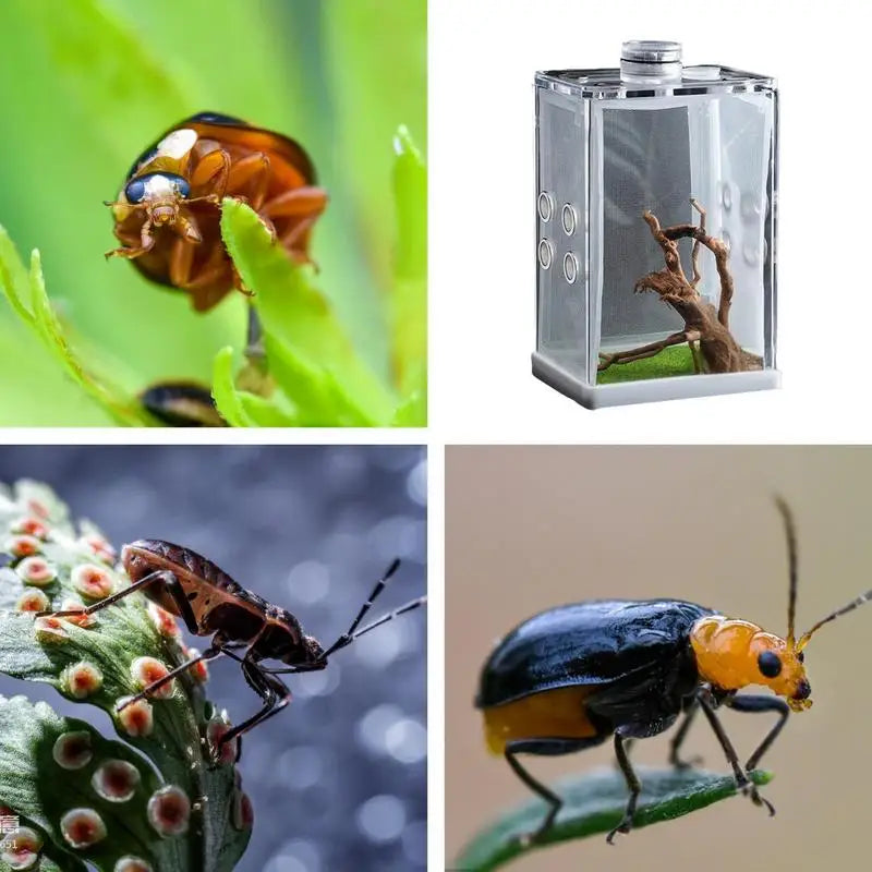 Reptile Hatching Box Reptile Terrariums Enclosure Accessories Amphibian Supplies Feeding Spider Cage Feeding Container For