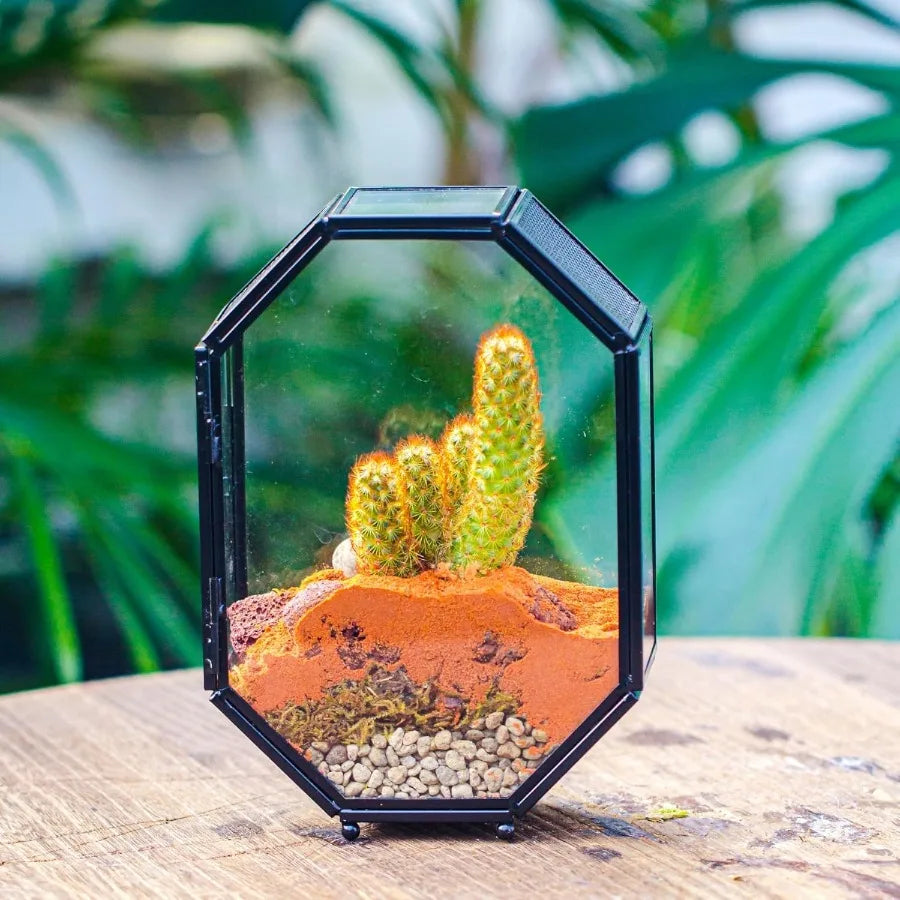 Mini Glass Terrarium with Vent and Door for Succulents Plants and Jumping Spiders Insect Habitat in Octagon Shape Small Closed