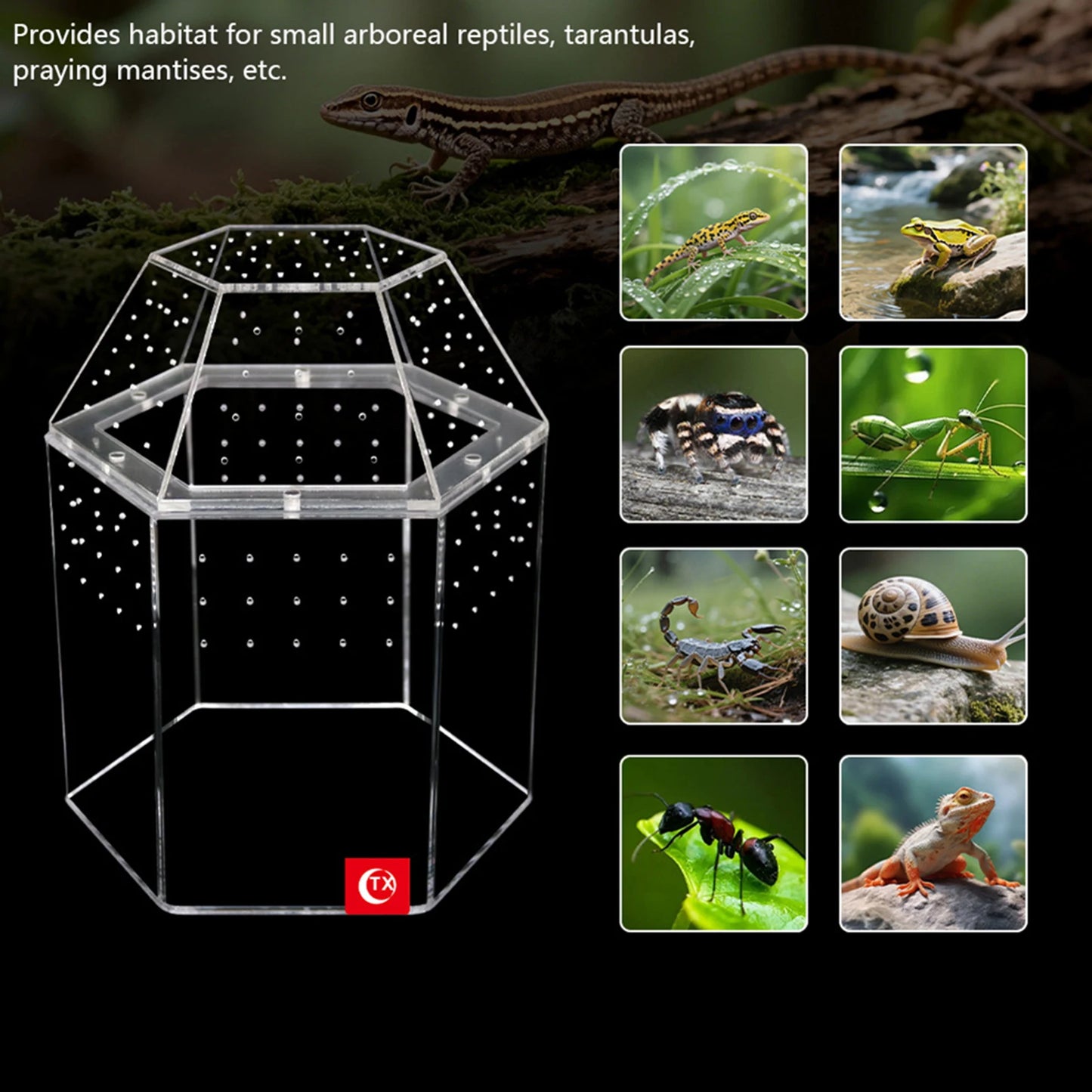 Jumping Spider Enclosure Acrylic Reptile Breeding Box Full Transparency Spider Tank for Spiders Tarantulas Snail Lizard Reptiles