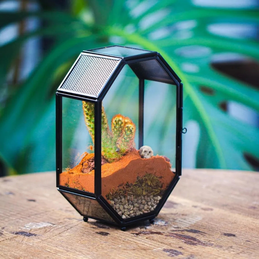 Mini Glass Terrarium with Vent and Door for Succulents Plants and Jumping Spiders Insect Habitat in Octagon Shape Small Closed