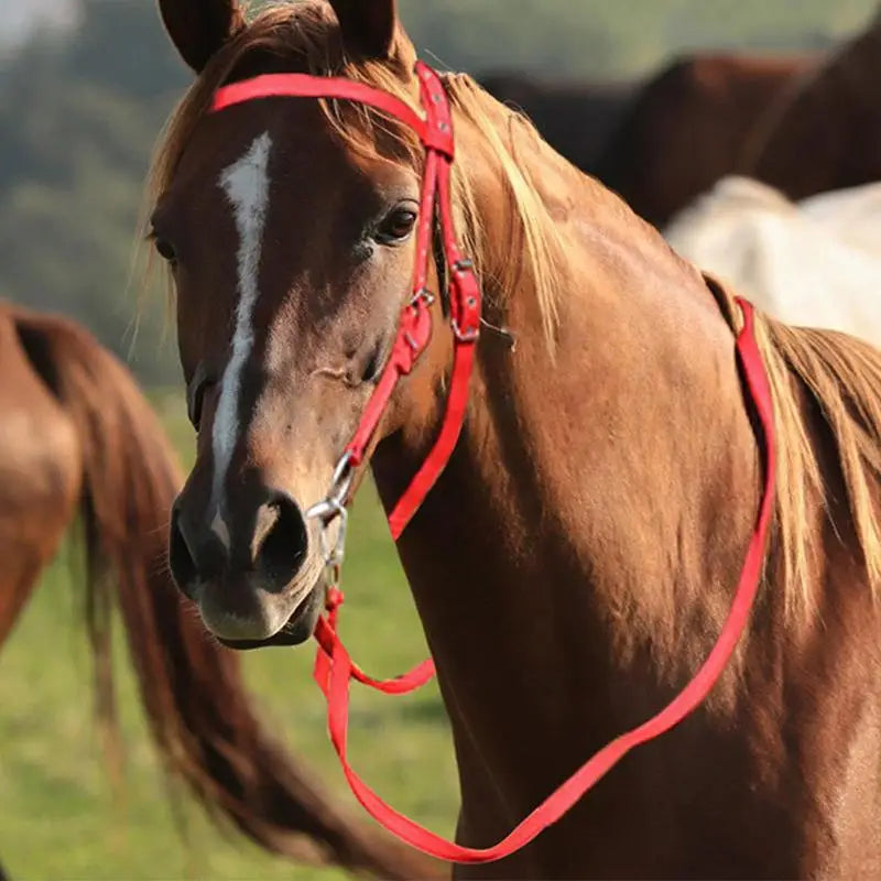 Horse Bridle Adjustable Snaffle Noseband Nylon Equine Noseband Reins for Women Men Soft Lined Trail Riding Equestrian Supplies